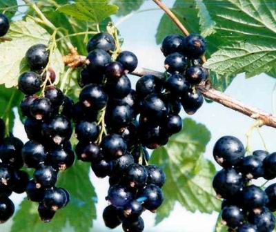 BlackCurrant Freeze Dried Powder