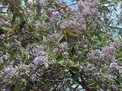 Buddleja Officinalis Extract