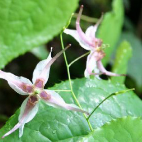 Icariin Extract