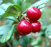 Lingonberry Extract Powder