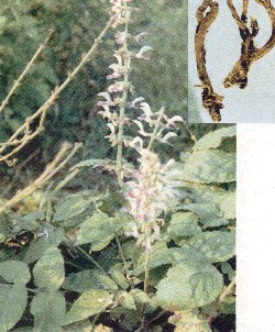 Salbia Root PE
