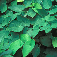 Shorthorned Epimedium Extract